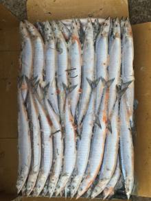 Frozen Pacific Saury WR