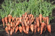 Fresh carrots, carrot, organic carrot, vegetables, fruits, spices, onions, tuber