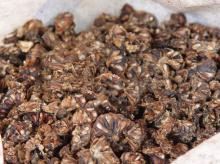 S- NONI  DRIED  NONI   FRUIT   noni  OEM service