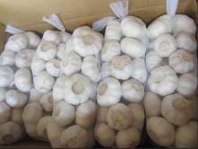 Fresh Garlic, Fresh Ginger, Frozen Vegetables for sale