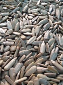  sunflower   seed s kernel confectionery grade& bakery  grade