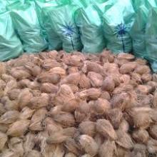 Fresh Semi Husk Coconut