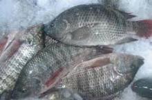 Frozen  Tilapia   whole  round
