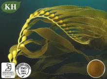 Supply Brown Alga  Extract  Polysaccharide 60%, 85% by UV