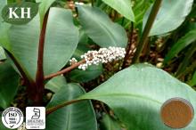 Kacip Fatimah Extract 5: 1, 10: 1; Improve Sexual Function for Women