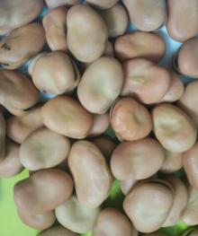 Export high quality bulk canned dry broad beans