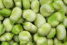 frozen baby broad bean