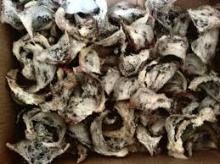 Raw unprocessed  bird   nest 