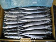 2017new arrival seafrozen pacific saury for canning