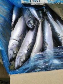 Wholesale frozen horse mackerel