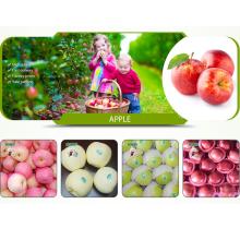 Grade A Fresh Apples from China