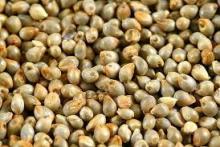 Millet seeds