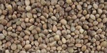 Hemp Seed