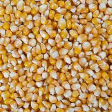 Mushroom  Popcorn   Kernels  - Best Price and Quality