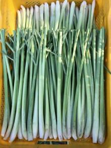 FRESH LEMONGRASS/ FROZEN LEMONGRASS/ SPICES