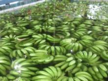 Cavendish Bananas , Green Cavendish Bananas , Fresh Banana