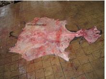 Wet Salted Donkey Skins