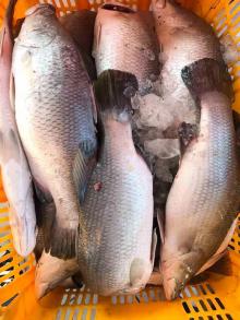  Frozen   sea   bass 