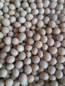 SOYBEANS FOR DOUFU OR SAUCE
