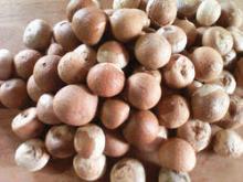 ARECA NUTS