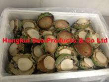 Live African or Atlantic Abalones