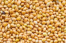 Millet seeds