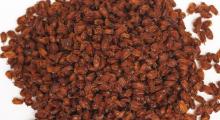 Dried  Sea - Buckthorn  Fruits