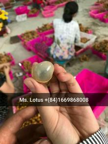 fresh Longan