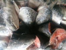 Salmon head