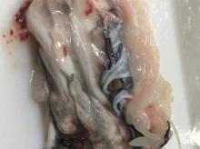  Cod  swim bladder,  frozen   cod  bladder