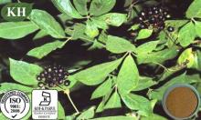 Supply Eleutherococcus Senticosus Extract Eleutheroside 0.8%-1.5%