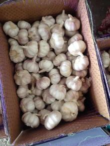 Chinese fresh normal white garlic 2017 new crop