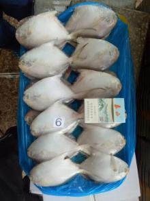 Frozen white Pomfret