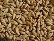  barley  grain
