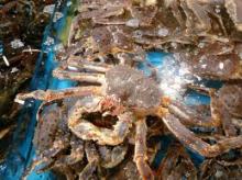  Live  Red King  Crab 