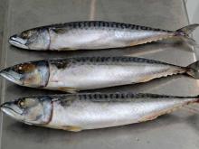 Frozen Pacific Mackerel Fish for Canned Food