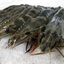 Fresh Shrimp Fish