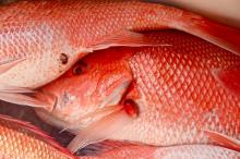 Fresh and Frozen Red Snapper Fish