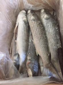 Frozen  Grey   Mullet  W.R