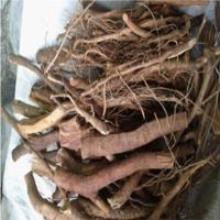  Eurycoma   Longifolia  ( Tongkat Ali)