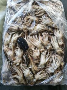 North  Pacific   Squid 