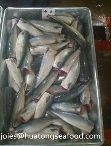 NEW pacific mackerel HGT 100-200g for canning