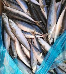 New Seafrozen frozen pacific mackerel WR 120-150