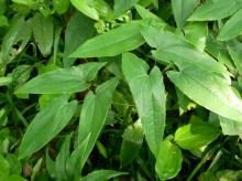 EPIMEDIUM EXTRACT