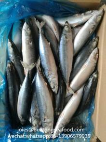 2017new arrival seafrozen pacific mackerel whole round
