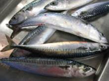  FROZEN   MACKEREL ,  ATLANTIC  (Scomber scombrus) SEA FISH