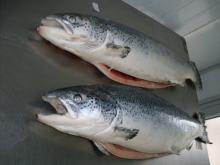 Frozen Atlantic Salmon