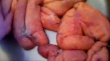 Fresh cod fish roe