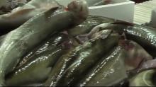 Best quality Atlantic cod fish