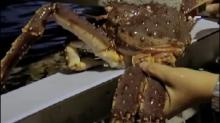 Snow crab ( king crab)